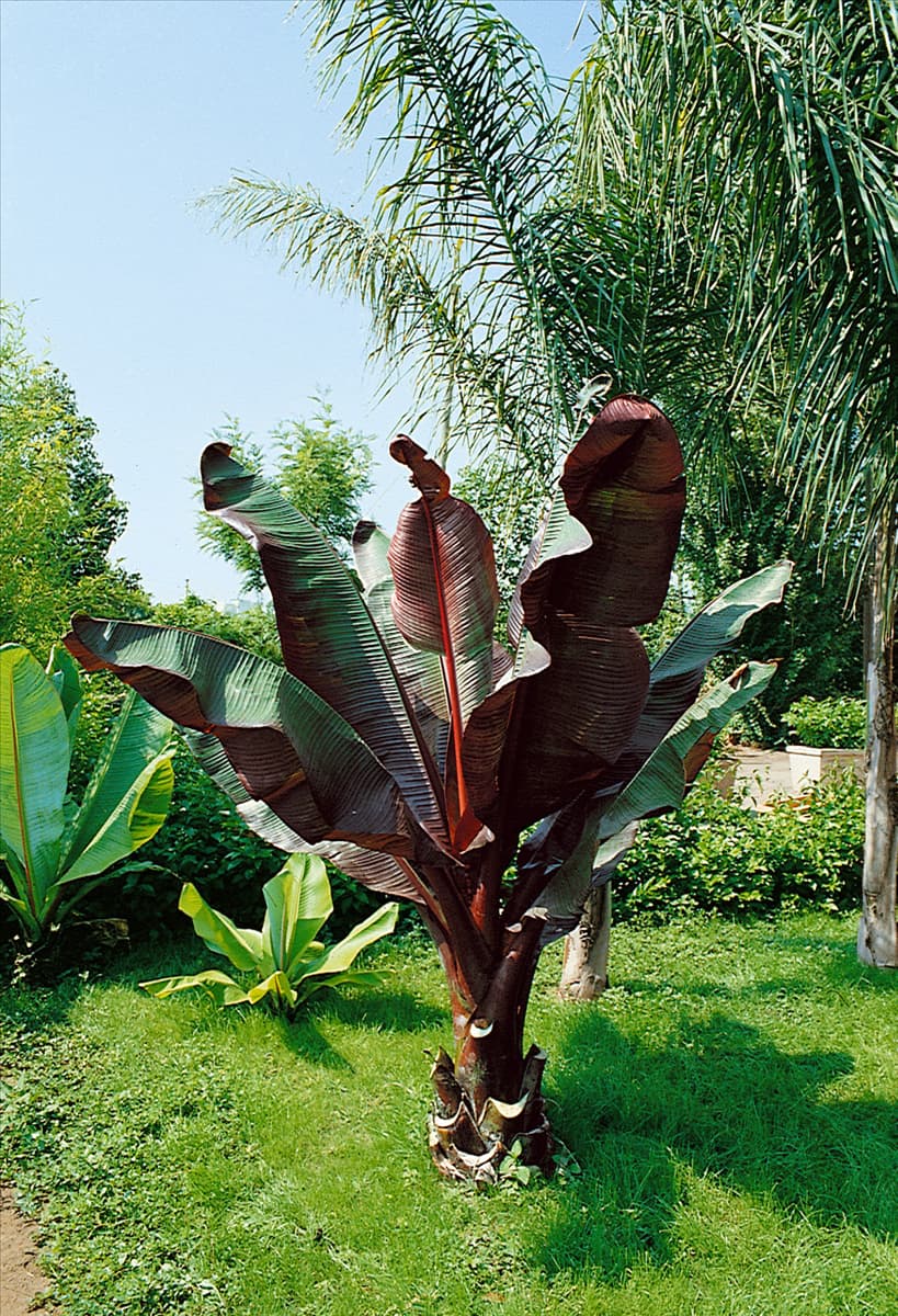Ensete ventricosum Maurelii