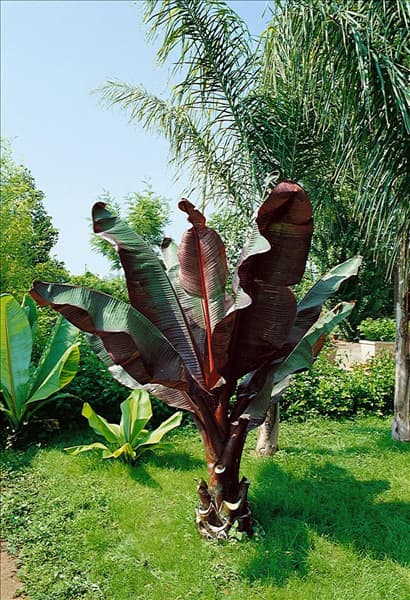 Ensete ventricosum Maurelii