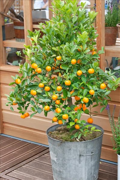 Fortunella japonica