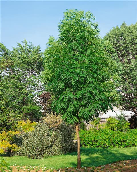 Fraxinus excelsior