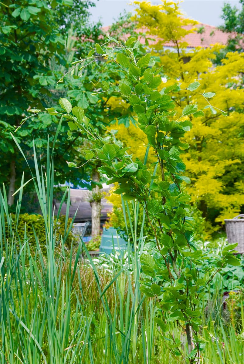 Fagus sylvatica Dawyck Gold