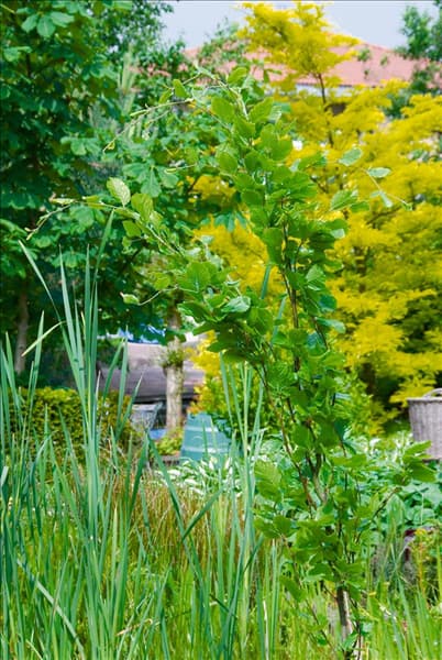 Fagus sylvatica Dawyck Gold