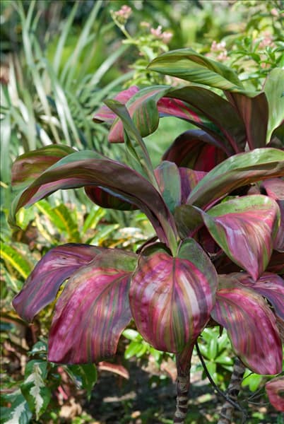 Cordyline fruticosa