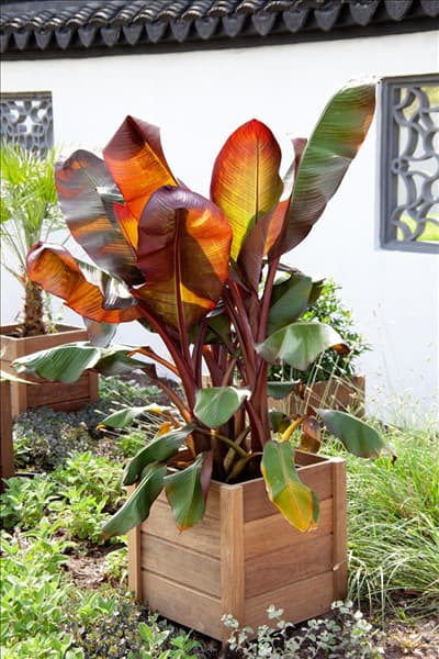 Ensete ventricosum Maurelii