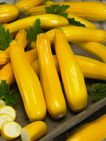 Cucurbita pepo con. giromontiina Gold Rush F1