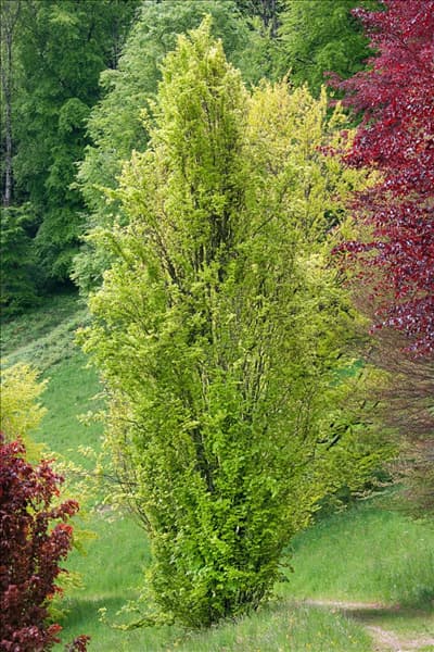 Fagus sylvatica Dawyck Gold