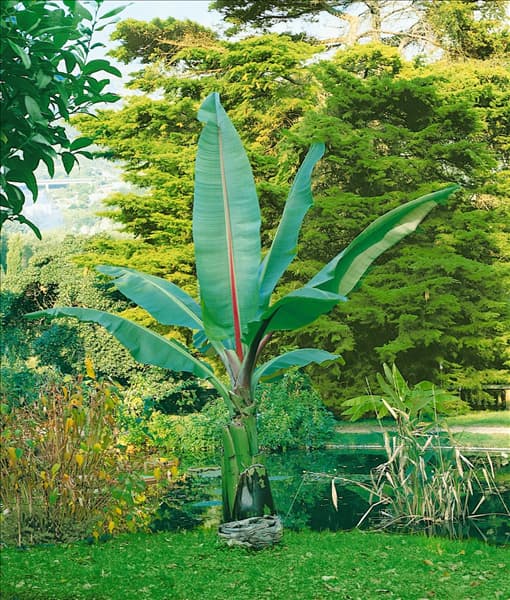 Ensete ventricosum