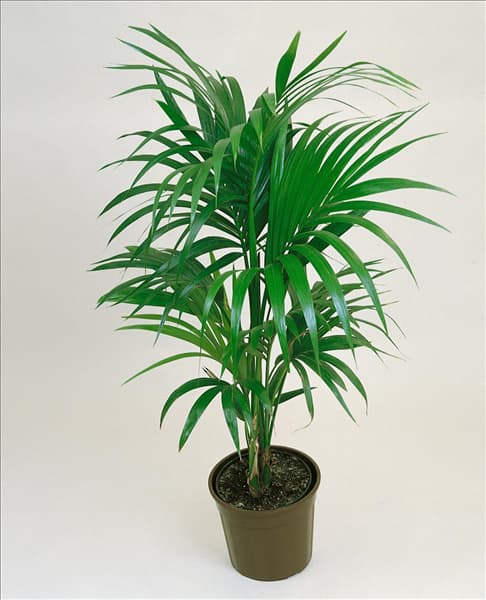Howea forsteriana