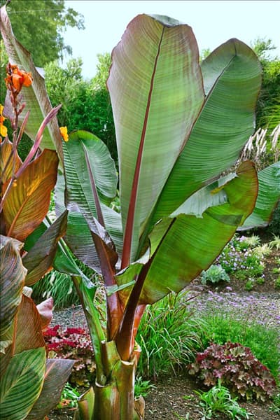 Ensete ventricosum Tandora Red