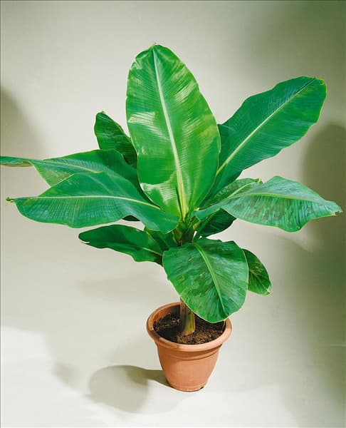 Ensete ventricosum im Topf