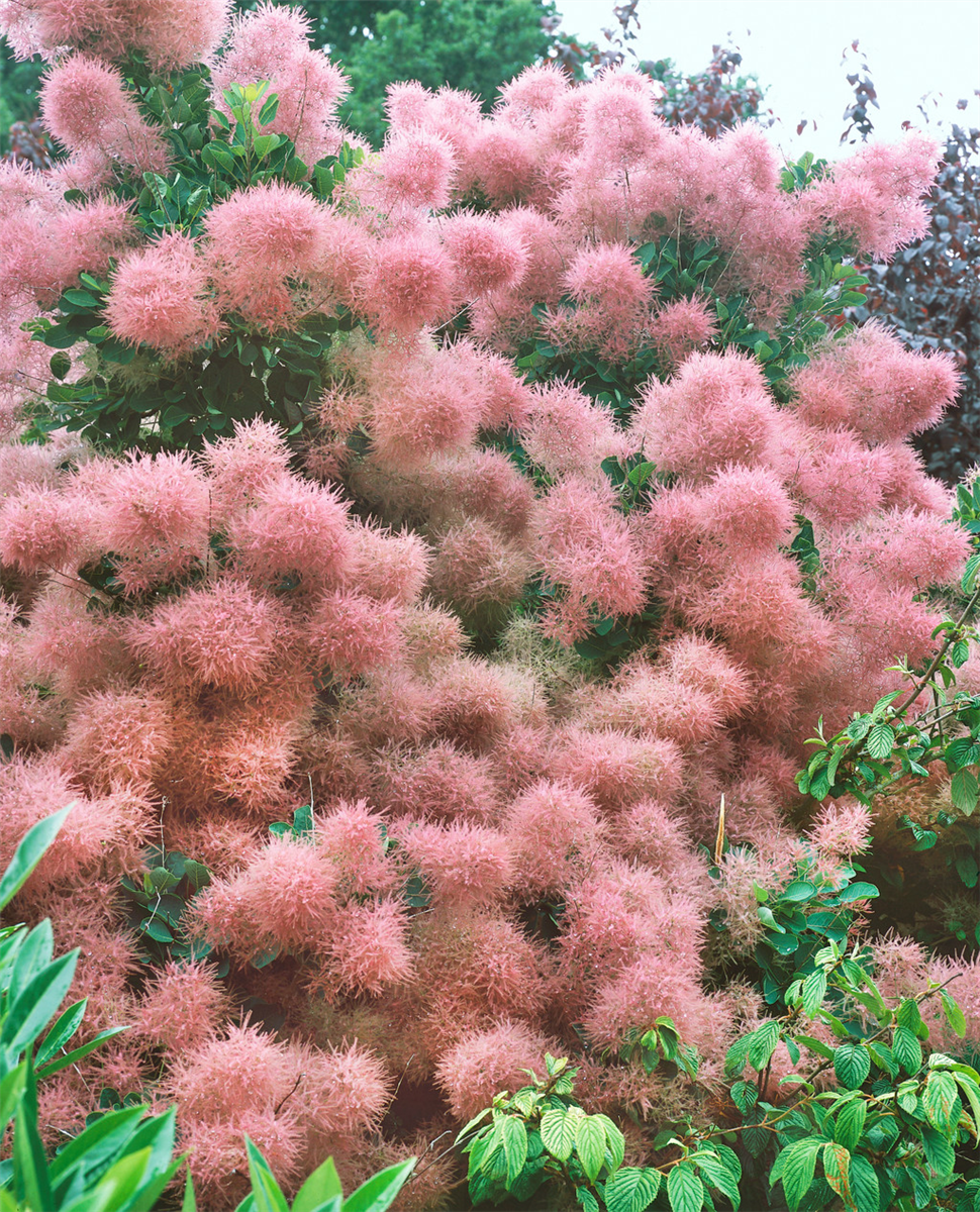 Cotinus coggygria Rubrifolius Group