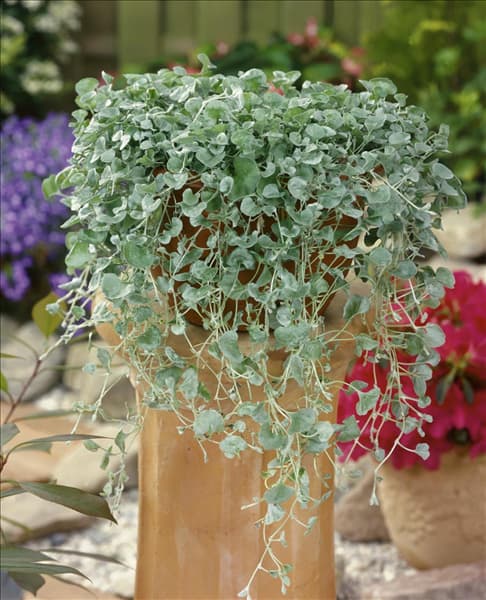 Dichondra argentea Silver Falls