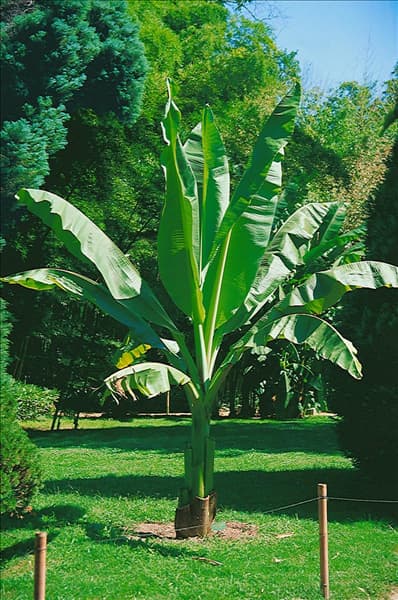 ENSETE ventricosum