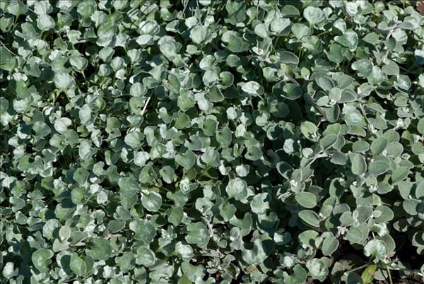 Dichondra argentea Silver Falls