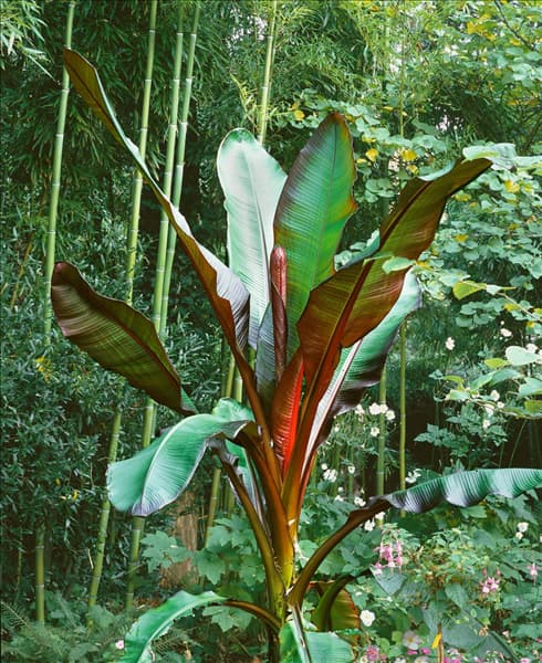 Ensete ventricosum Maurelii