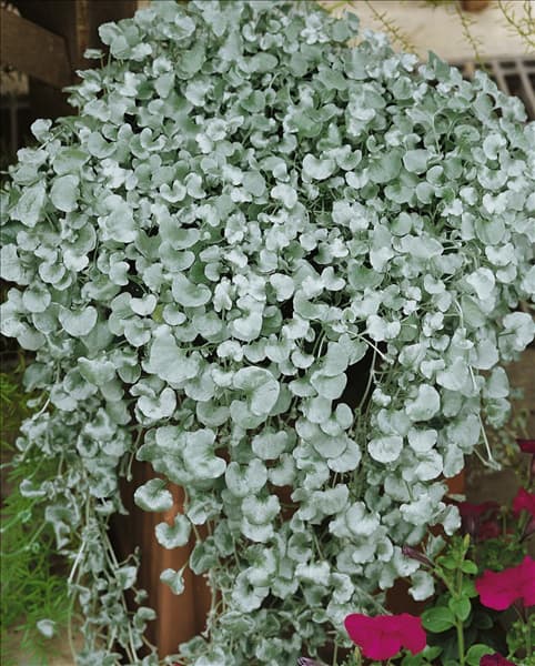 Dichondra argentea Silver Falls