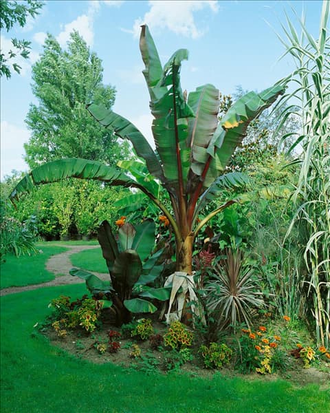 Ensete ventricosum Maurelii