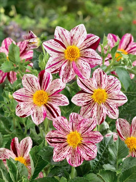 Dahlia mignon Lucky Love
