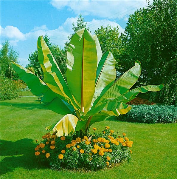 Ensete ventricosum