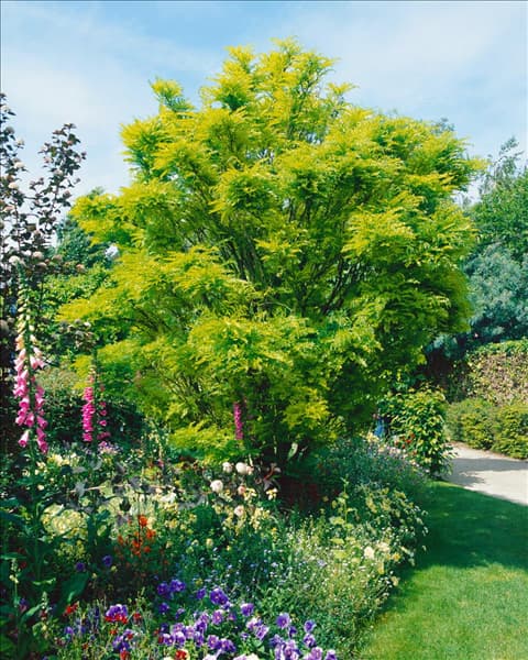 Gleditsia triacanthos Elegantissima