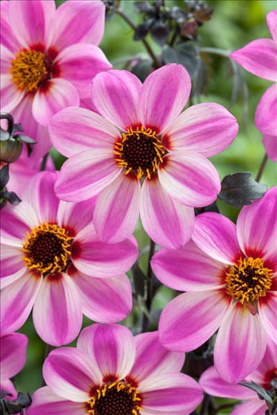 Dahlia Mignon Candy Eyes ®