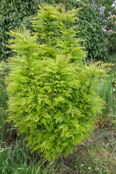 Gleditsia triacanthos Elegantissima