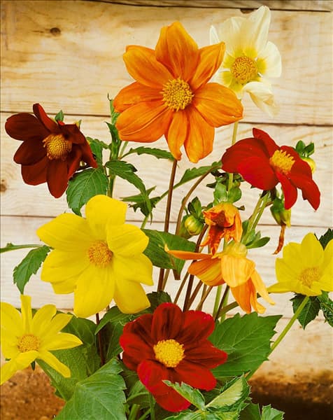 DAHLIA MIGNON