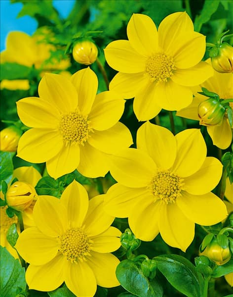 Dahlia Mignon