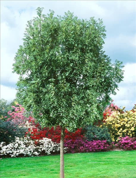 Fraxinus excelsior Globosa