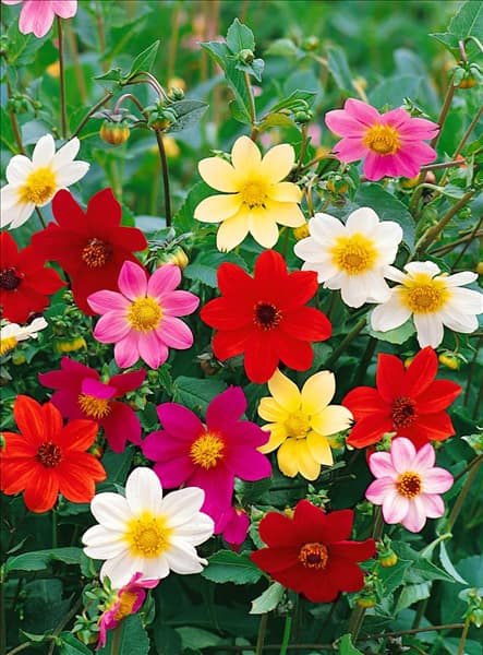 Dahlia Mignon
