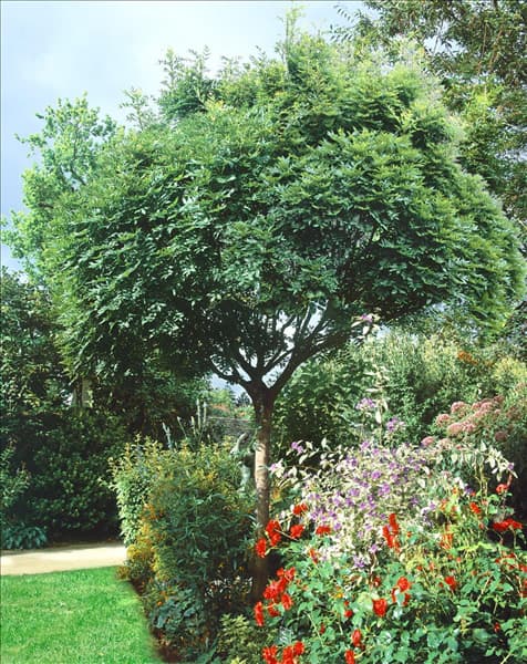Fraxinus excelsior Globosa