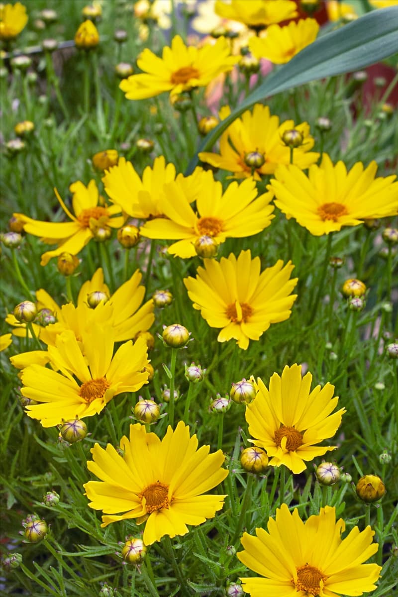 Coreopsis Citrine