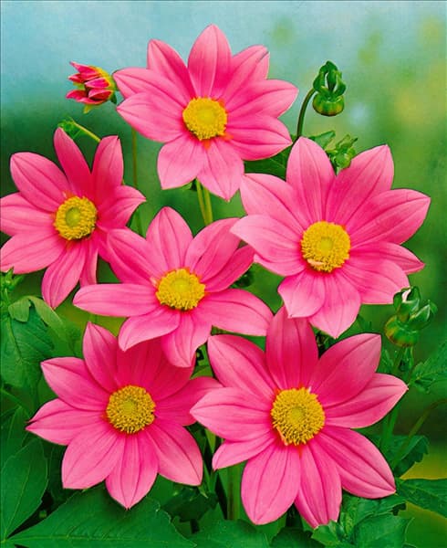 Dahlia Mignon