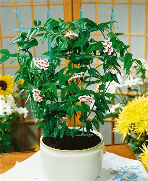 HOYA BELLA