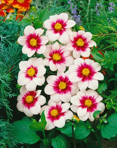 Dahlia Mignon Maja