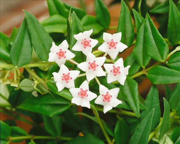 HOYA BELLA / DETAIL