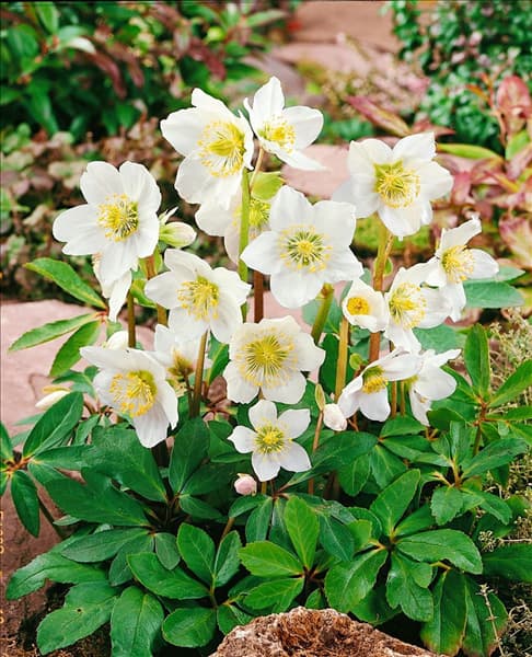 Helleborus niger white