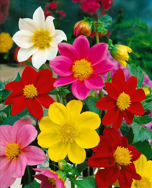 DAHLIA MIGNON / SIMPLE / MIX