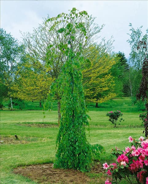 Fagus sylvatica Pendula