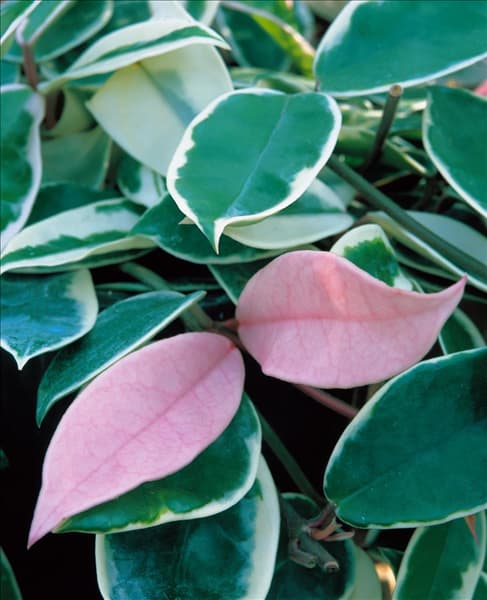 Hoya bella Rosea