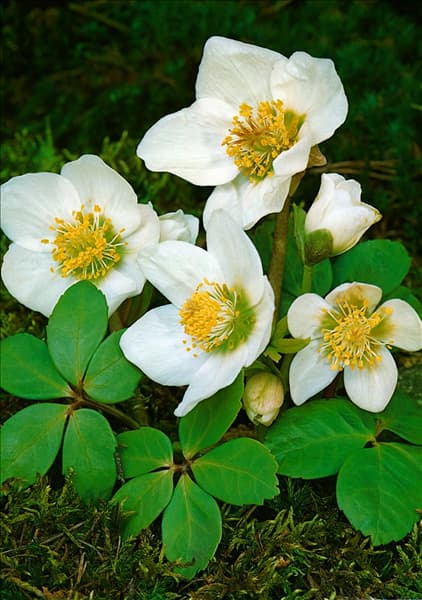Helleborus niger