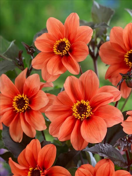 Dahlia Mignon Catherine Deneuve