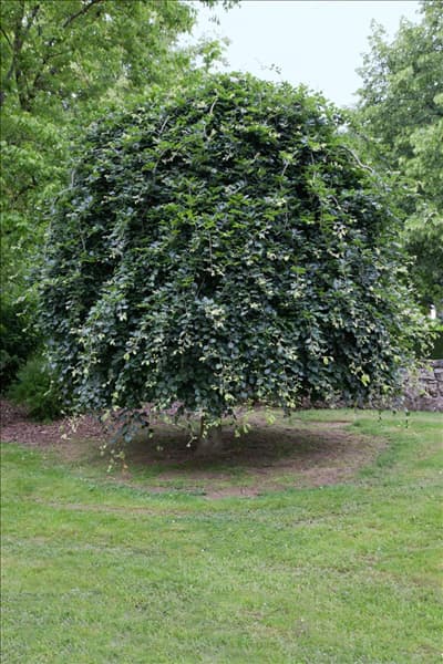 Fagus sylvatica Pendula