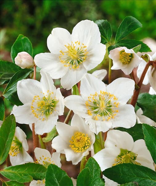 Helleborus niger white