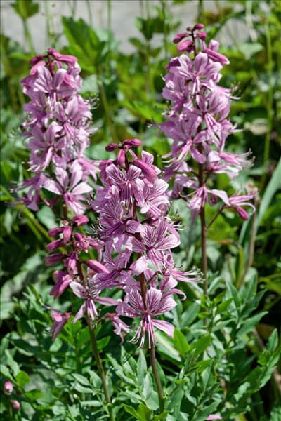 Dictamnus albus Rubra