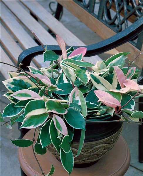 Hoya bella Rosea