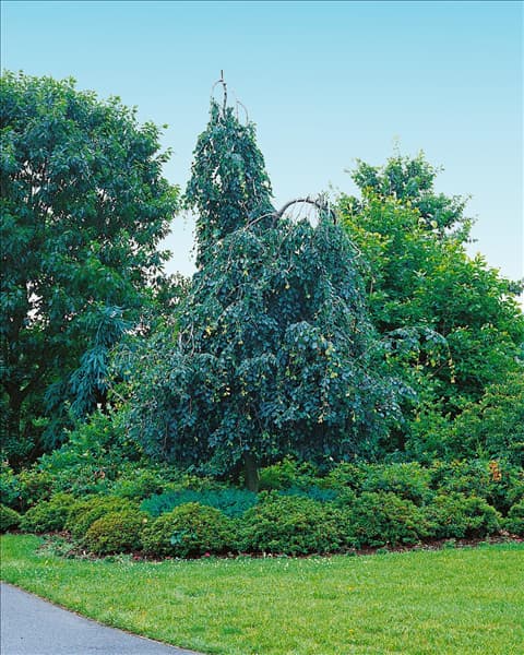 Fagus sylvatica Pendula