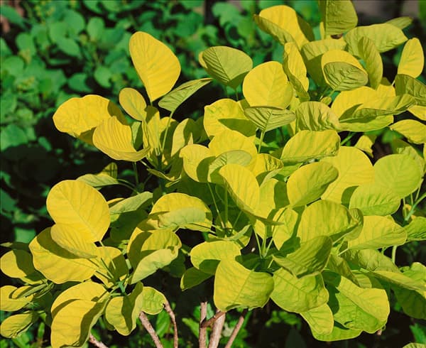 Cotinus coggygria Golden Spirit