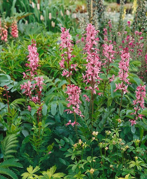 Dictamnus albus var. albus Purpureus