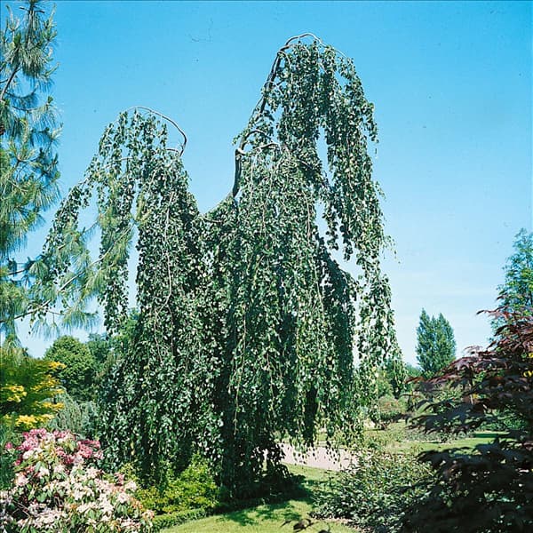Fagus sylvatica Pendula
